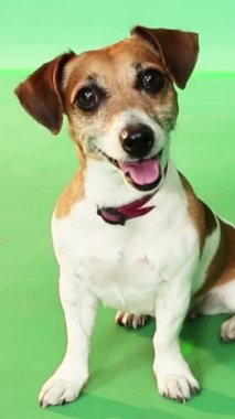 Mutlu şirin köpek portresi. Yeşil krom arka planda oturan evcil Jack Russell Terrier kameraya bakarak dışarı çıktı. Dikey video görüntüleri