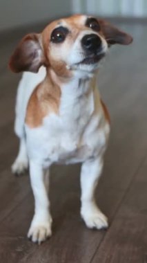 Köpek yemesi oda içinde atıştırmalık ikram eder. Kalın bir alan derinliği. dikey video görüntüleri. Kameraya bakıyorum zeki, güzel gözlere. eğitim davranışı ve sabır