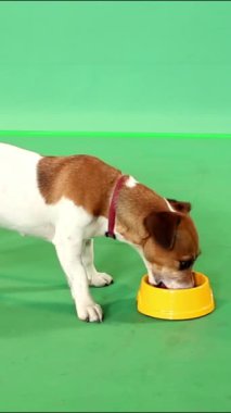 Köpek Jack Russell Terrier yeşil krom arka planda sarı kaseden yiyor. Dikey video görüntüleri