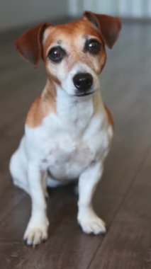 Şirin köpek Jack Russell Teriyer, koyu ahşap bir zeminde tam yükseklikte oturuyor. Akıllı gözler. Geri dönüyorum. Dikkatli bak. Kalın bir alan derinliği. dikey video görüntüleri.
