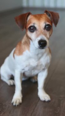 Şirin köpek Jack Russell Teriyer, koyu ahşap bir zeminde tam yükseklikte oturuyor. Akıllı gözler. Geri dönüyorum. Dikkatli bak. Kalın bir alan derinliği. dikey video görüntüleri.