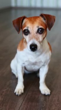 Sevimli köpek, siyah ahşap zeminde oturmuş kameraya bakıyor. Akıllı gözler. Yalamak. Dikkatli bak. Kalın bir alan derinliği. dikey video görüntüleri.