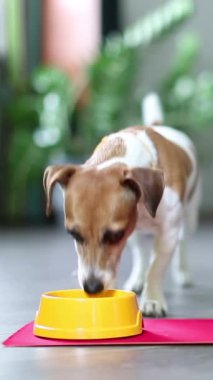 Sarı kaseden köpek yiyor. Ön manzara. Dikey video görüntüleri. Evcil hayvan maması. İç mekanda, modern iç mekanda yemek yemek. 