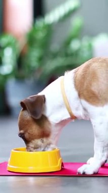 Sarı kaseden köpek yiyor. profil kenar görünümü. Dikey video görüntüleri. Evcil hayvan maması. İç mekanda, modern iç mekanda yemek yemek. 