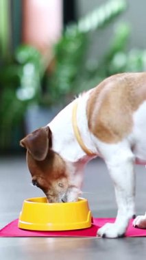 Genç köpek, sarı bir kaseden zevkle yemek yer. Dikey video görüntüleri. Evcil hayvan maması. İç mekanda, modern iç mekanda yemek yemek.