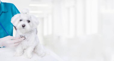 Köpek veteriner kliniği. Beyaz Maltalı köpek mavi üniformalı kameraman doktora bakıyor stetoskop kullanarak muayene ediyor. Arka planda hafif bir hastane var. uzun yatay pankart.