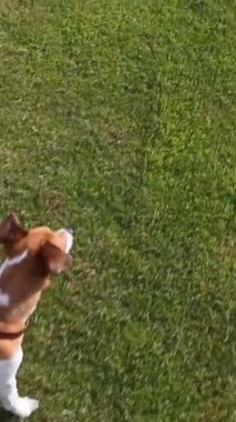 En tepedeki sahibinin elinde köpek tasması var. Yeşil çimlerin üzerinde yürü. Hafta sonu bir evcil hayvanla temiz hava aktiviteleri. Dikey video görüntüleri