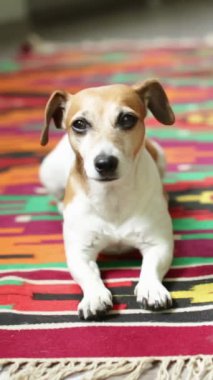 tapılası köpek Jack Russell Terrier 'la karman çorman kırmızı halının üzerinde yatıyor. Kameraya bakıyor, esniyor, özenli bakışlar atıyor. Dikey video görüntüleri