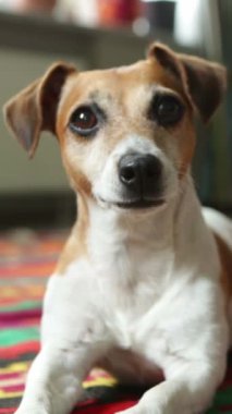 Köpek, portreyi kapat. Evcil hayvan Jack Russell Teriyer. Oturma odasında sakince yere uzanmış kameraya bakıyor. Rahat, rahat, dikey video görüntüsü yakından görünüyor, başlığı sevimli gösteriyor.