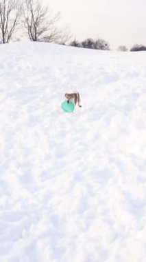 Aktif köpek dişlerinde mavi bir disk oyuncakla karlı bir tepeden aşağı koşuyor. Yüksek kar yığınlarının üzerinden atlamak komik. Aktif evcil hayvan kış havasının tadını çıkarıyor. Yavaş çekim dikey video görüntüleri