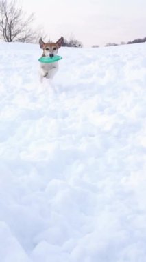Aktif köpek elinde mavi bir disk oyuncağıyla karlı tepeden aşağı koşuyor. Yüksek kar yığınlarının üzerinden atlamak komik. Aktif evcil hayvan kış havasının tadını çıkarıyor. Heyecanlı dans eden aptal surat Yavaş çekim dikey video görüntüleri