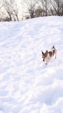 Köpek aktif olarak karda tepeden aşağıya mutlu bir şekilde koşuyor. Yaramaz köpek kışın tadını çıkarıyor ve karda yürüyor. Yavaş çekim dikey video görüntüleri