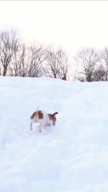 Karda koşan küçük bir köpek. Yüksek kar yığınlarının üzerinden komik bir atlayış. Aktif evcil hayvan Jack Russell terrier soğuk kış havasının tadını çıkarıyor. Yavaş çekim dikey video görüntüleri