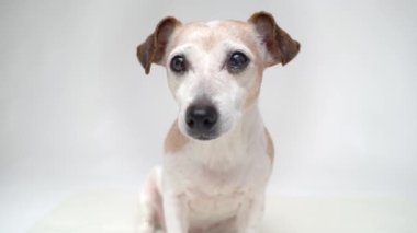 Beyaz arka plan stüdyosundaki akıllı gözlü kıdemli köpek video çekimi yaptı. Sevimli evcil hayvan Jack Russell Terrier kameraya bakıyor. Evcil Jack Russell Terrier beyaz stüdyoda dikkatle dinliyor.