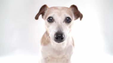 Beyaz arka planda köpek suratı. Kameraya bakan sevimli beyaz evcil hayvan akıllı gözlerinin video portresi. Evcil hayvan temalı video görüntüleri