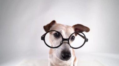 Köpek ineği akıllı, geniş açılı mercek, yuvarlak gözlüklü komik burun büyütme beyaz stüdyo arka planında oturan inek kamerayı merakla kokluyor. Beyaz video hayvan teması