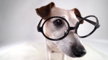 köpek ineği ciddi yüz geniş açılı lens yuvarlak gözlüklü komik burun büyütme beyaz stüdyo arka planında oturan inek sağa bakar sonra endişeli kameraya döner beyaz video video hayvan teması