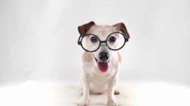 Yuvarlak gözlüklü mutlu köpek Jack Russell terrier beyaz stüdyo arka planında oturan, ağzı açık gülümseyen, kameraya sabırsız bakan, esneyen ve yalayan inek. Komik evcil hayvan görüntüleri