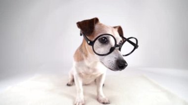 Zeki kıdemli köpek Jack Russell Terrier yuvarlak gözlüklü beyaz arka planda oturan kameraya bakar ve çerçeveyi terk eder. boş arkaplan Evcil hayvan temalı video görüntüleri