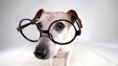 Büyük burunlu, yuvarlak gözlüklü, beyaz arka planda kameraya bakan komik inek köpek. Beyaz video görüntülerindeki komik aptal hayvan portresi. 