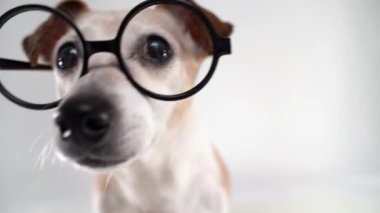 Yuvarlak gözlük çerçeveli süper yakın plan köpek. Dikkatlice bakar, başını kameraya yaklaştırır. Dikey video stüdyosu beyaz arkaplan çekti