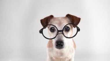 Akıllı yaşlı yaşlı köpek Jack Russell teriyer akıllı ve yuvarlak gözlükler beyaz stüdyo arka planında kameraya bakıyor. Beyaz video görüntülerindeki komik aptal hayvan portresi. 