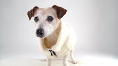 Giysiler içindeki sıcak beyaz yün ceketli köpek kameraya tuhaf bir şekilde bakar, başını eğer, sonra kameraya yaklaşır ve gider. Evcil hayvan modası sıcak kış koleksiyonu. Video görüntüleri evcil hayvan teması beyaz arkaplan