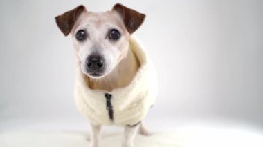 Samimi beyaz kazaklı köpek beyaz arka planda kameraya bakıyor sonra kameraya yaklaşıyor ve yalamaya başlıyor. Evcil hayvan videosu. Son sınıf köpeği Jack Russell teriyer. Sıcak giysi modası.