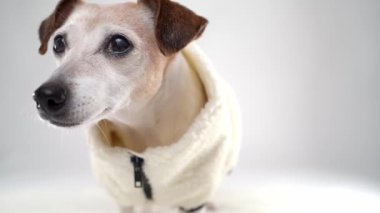 Köpek kameraya yakın çekim merakla bakıyor. Fermuarlı, beyaz, sıcak kazaklı yaşlı bir köpek. Sonra çerçeveyi bırakır. Evcil hayvan kıyafetleri video stüdyosu
