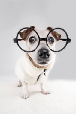 Yuvarlak gözlüklü sevimli, meraklı inek köpek suratlı kameraya bakıyor. Komik geniş mercek açısı. Jack Russell Terrier, beyaz arka plan stüdyosunda siyah fermuarlı kalın bir ceket giyiyor. 
