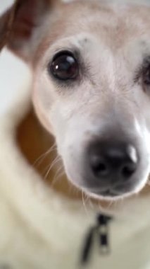 Köpek portresini kapat. Yaşlı gri bir köpeğin hüzünlü ve bilge görünüşü. Dikey video görüntüleri. Sonsuza kadar sevin ve ilgilenin. Hüzünlü ruh hali nostaljisi. Gözlerini özledim.