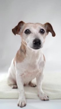 Beyaz dikey videodaki köpek. 15 yaşındaki sevimli evcil hayvan Jack Russell Terrier beyaz arka planda oturuyor kameraya bakıp bekliyor. Mutlu sakin küçük köpek 