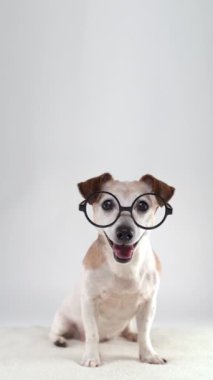 Büyük gözlüklü köpek stüdyoda beyaz arka planda oturuyor. Kameraya bakıp gülümseyen meraklı yüz. Sonra çerçeveyi bırakır. dikey video görüntüsü boş uzay. Son sınıf mutlu evcil hayvan Jack Russell Terrier portresi