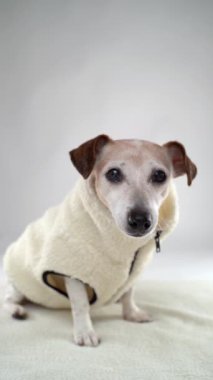 Köpek suratlı kamera bej rengi, kalın, yün bir palto giyiyor. Üzerinde boş kopya alanı olan dikey video görüntüleri. Beyaz arka plan stüdyo çekimi. Kışın soğuk mevsimi için Jack Russell teriyer modası