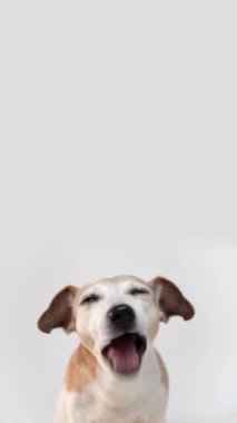Beyaz arka plandaki köpek kameraya bakarak küçük bir parça yeşil elma çiğniyor. Üzerinde boş kopya alanı olan dikey video görüntüleri. Sağlıklı bir yaşam tarzı. Hayvan maması kıdemli köpek Jack Russell terrier