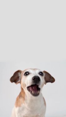 Sevimli köpek Jack Russell teriyeri çiğneyip kameraya bakıyor. Daha fazla yemek için yalamak. Dikey video stüdyosu 