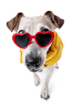 Kalp şeklinde gözlüklü, sarı ceketli, beyaz arka planda yürüyen bir köpek. Evcil hayvan kıyafetleri, beyaz fotokopi alanı. Tatlı yaşlı köpek güneş gözlüğünün arkasından bakıyor.