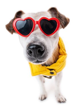 Dog in yellow clothes and heart sun glasses. White background. Wide angle lens funny pet face