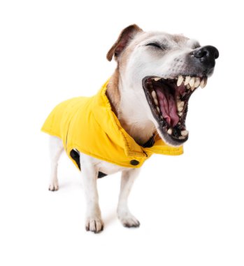 Sarı montlu köpek, ağzı açık, dişleri açık. İğneleyici kahkahalar ve bağırış. Beyaz arka plan stüdyoları evcil hayvan gibi