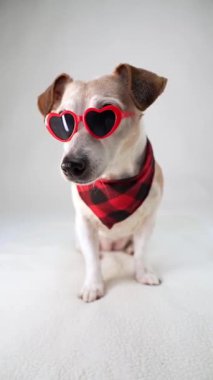 Gözlüklü, kalbi beyaz arka planda oturan 14 yaşındaki modaya uygun yaşlı köpek kameraya bakıyor, başını çeviriyor. Moda aksesuarları, köpek modası. Güneş gözlüğü ve ekose kırmızı eşarp. Dikey video