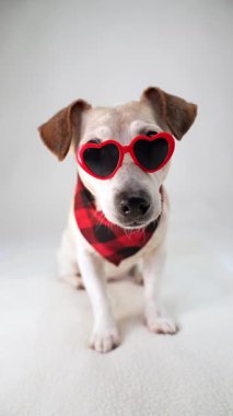 Son sınıf öğrencisi, 14 yaşında, gözlüklü, kalbi düzgün beyaz arka planda oturan, kameraya bakıp başını çeviren bir köpek. Moda aksesuarları, köpek modası. Güneş gözlüğü ve ekose kırmızı eşarp. Dikey video