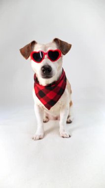 Havalı tavırlar moda köpek gözlüklü kalp şeklinde güneş gözlüğü ve beyaz arka planda oturan kırmızı eşarp seni yalıyor ve kameraya bakıyor. Moda blogcusu hayvan etkileyicisi, dikey video görüntüsü