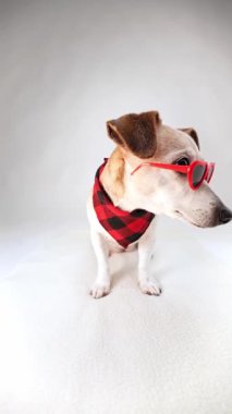 Şık aksesuarlı köpek kalp şeklinde güneş gözlüğü ve kırmızı bandana beyaz stüdyoda oturuyor. Başını sağa sola çeviriyor, arsız eğilimler blogcu dikey video görüntülerini etkiliyor 
