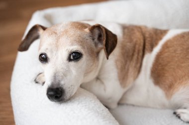 Köpek akıllı gözler kameraya bakarak portreyi kapatır. Beyaz yumuşak evcil hayvan yatağında dinleniyor. Son sınıf evcil hayvanı Jack Russell Terrier evde dinleniyor.