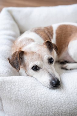 Kameraya bakan sevimli köpek gözlü. Beyaz yumuşak evcil hayvan yatağında dinleniyor. Son sınıf evcil hayvanı Jack Russell Terrier evde dinleniyor.