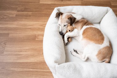Köpek, evcil hayvan yatağında uykulu en iyi arkadaş oyuncak ayıya sarılmaktan yoruldu. Yaşlı köpek Jack Russell Terrier evde dinleniyor. Yatay bileşim. Evde dinleniyor tatlı rüyalar atmosferi, boş döşeme fotokopi alanı
