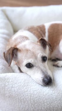 Son sınıf köpeği Jack Russell teriyeri beyaz evcil hayvan yatağında uzanıyor uykusunda kameraya bakıyor ve yavaşça gözlerini kapıyor. Sevimli dikey video dinlenme zamanı