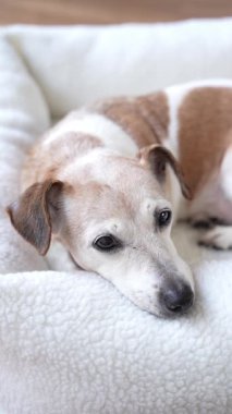 Beyaz evcil hayvan yatağında yatan yaşlı köpek kameraya uykusunda bakar ve yavaşça gözlerini kapatır. Sevimli dikey video dinlenme zamanı