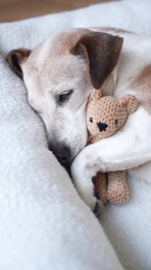 Köpek, evcil hayvan yatağında uyumaktan, en iyi arkadaş oyuncak ayıya sarılmaktan yoruldu. Yaşlı köpek Jack Russell Terrier evde dinleniyor. Dikey video görüntüleri. Evde dinlenirken tatlı rüyalar, rahatlatıcı atmosfer.