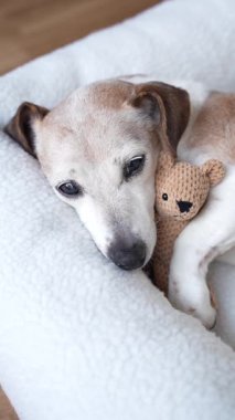 Köpek beyaz evcil hayvan yatağında uyukluyor oyuncak ayıya sarılıyor. Sevimli, dikey video görüntüsü uyuyan yaşlı, küçük bir köpek kameraya uykulu bir şekilde bakıyor ve yavaşça gözlerini kapıyor.